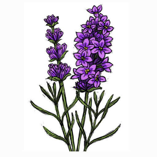 Lavender Kingfisher Noni