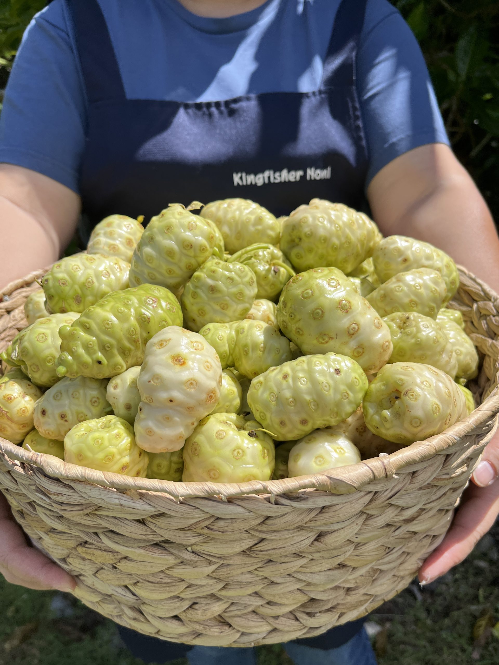 Noni Juice 15ml x 7packets / Noni Juice Twin / Tea & Juice Combo - Image 8