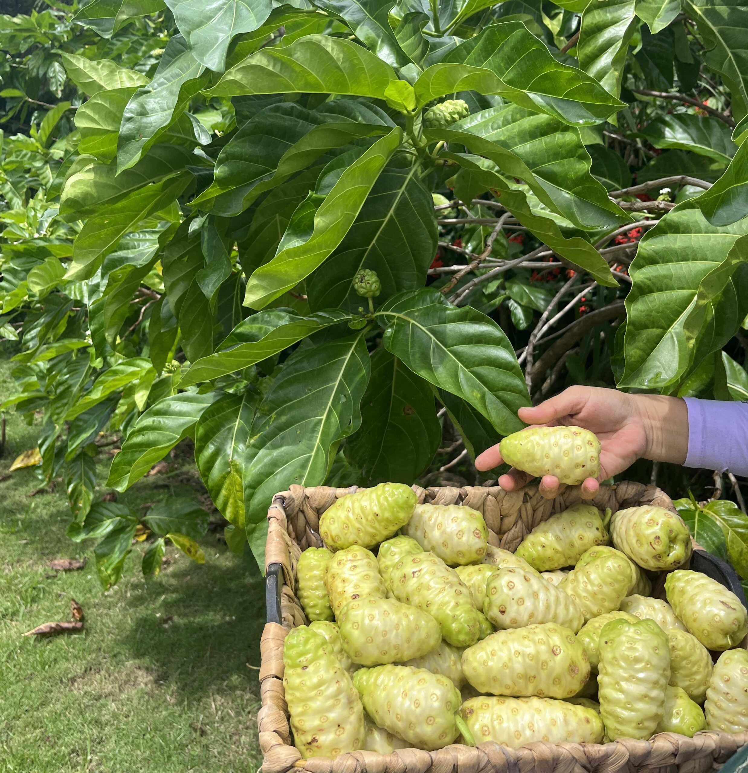 Noni Juice 15ml x 7packets / Noni Juice Twin / Tea & Juice Combo - Image 7